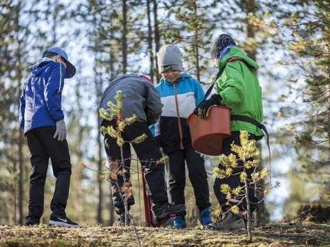 4H-järjestön metsätapahtumien kuljetukset ja metsäpäiväkonseptien toteutus