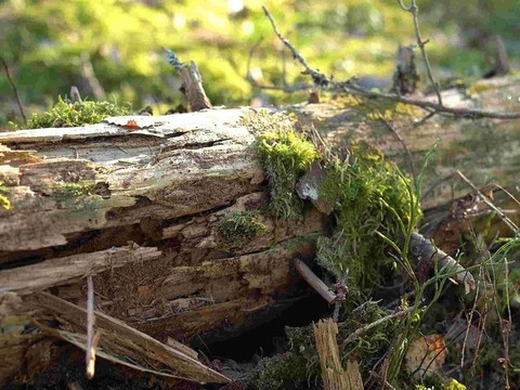 Metsäluonnon biodiversiteetin seuranta 